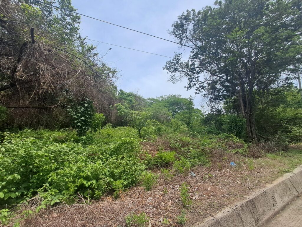 Terreno Agrícola / Forestal